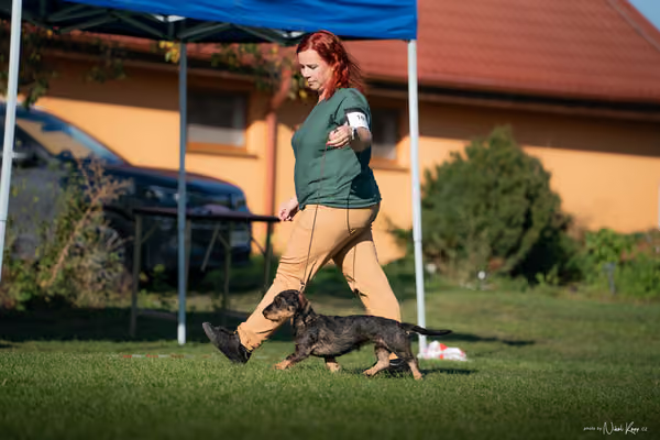 Krajská výstava všech plemen Němčice u Kolína – BIS