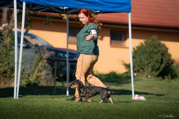 Krajská výstava všech plemen Němčice u Kolína – BIS