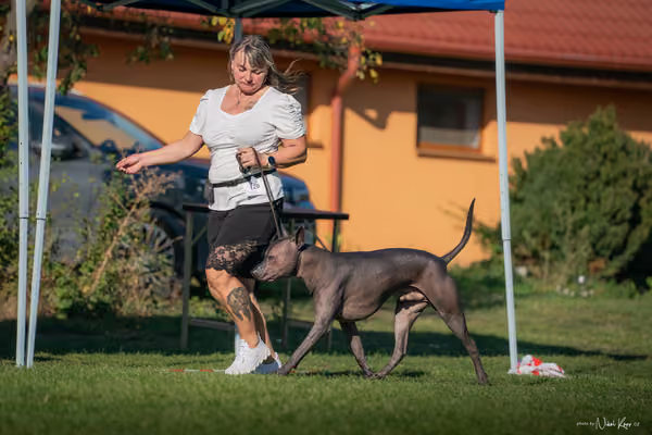 Krajská výstava všech plemen Němčice u Kolína – BIS