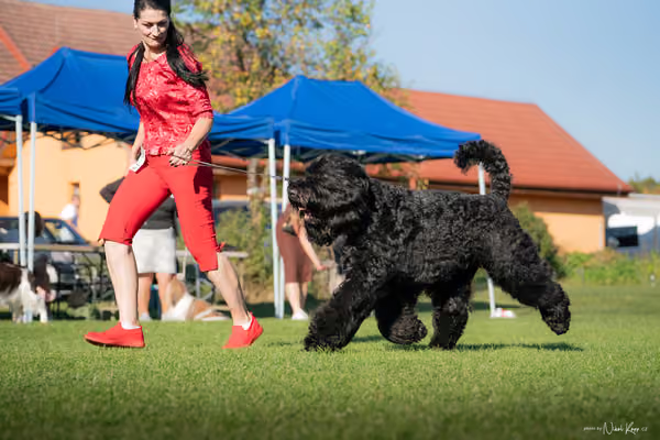 Krajská výstava všech plemen Němčice u Kolína – BIS
