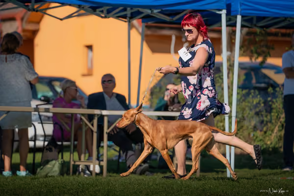 Krajská výstava všech plemen Němčice u Kolína – 5 FCI
