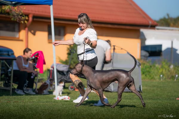 Krajská výstava všech plemen Němčice u Kolína – 5 FCI