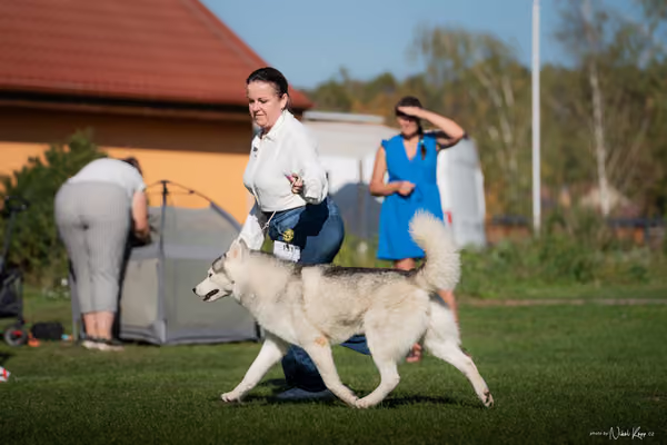 Krajská výstava všech plemen Němčice u Kolína – 5 FCI