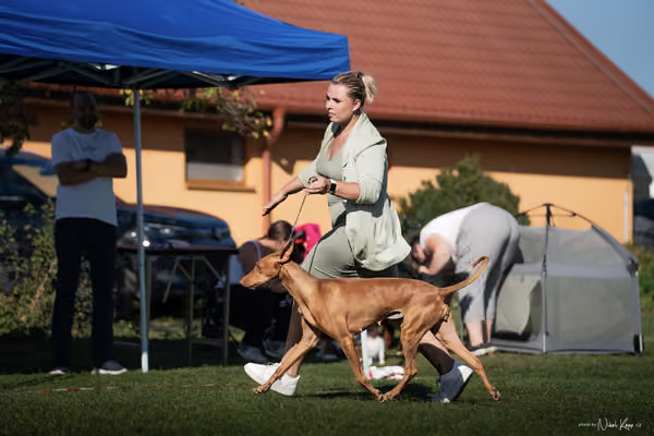 Krajská výstava všech plemen Němčice u Kolína – 5 FCI