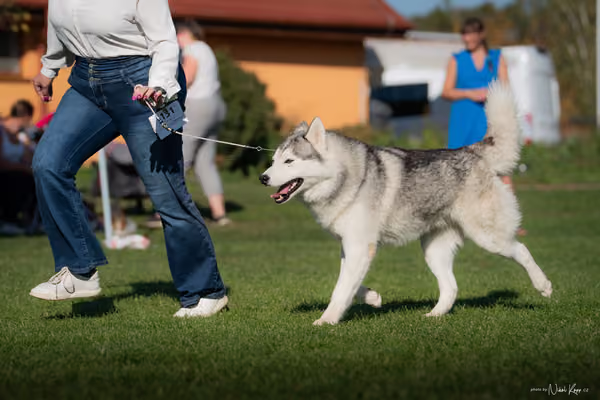Krajská výstava všech plemen Němčice u Kolína – 5 FCI