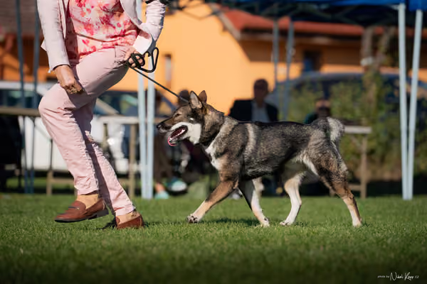 Krajská výstava všech plemen Němčice u Kolína – 5 FCI