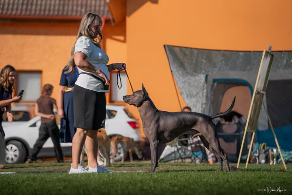 Krajská výstava všech plemen Němčice u Kolína – 5 FCI