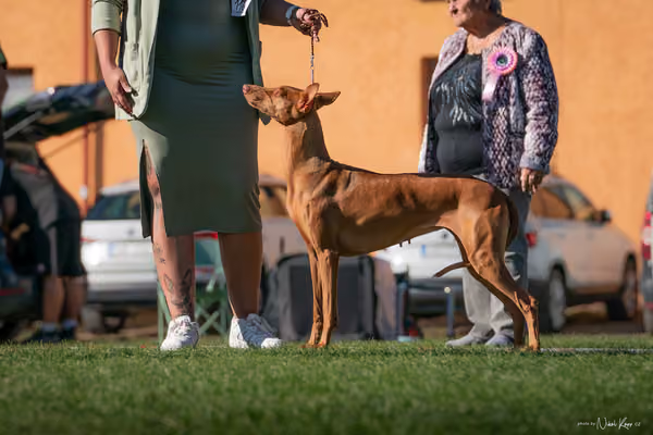 Krajská výstava všech plemen Němčice u Kolína – 5 FCI