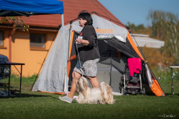 Krajská výstava všech plemen Němčice u Kolína – Veterán