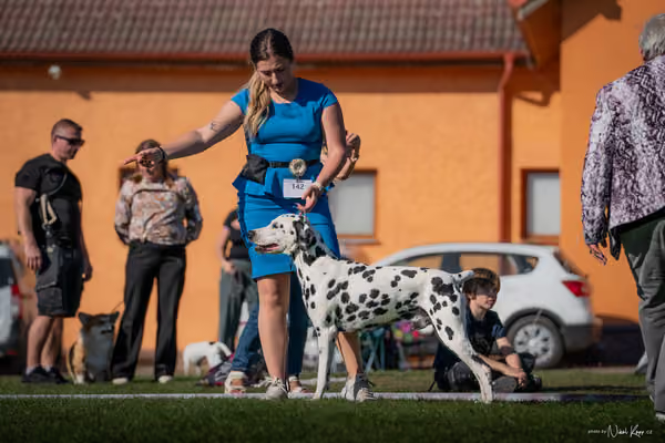 Krajská výstava všech plemen Němčice u Kolína – Veterán