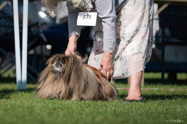 Krajská výstava všech plemen Němčice u Kolína – Veterán