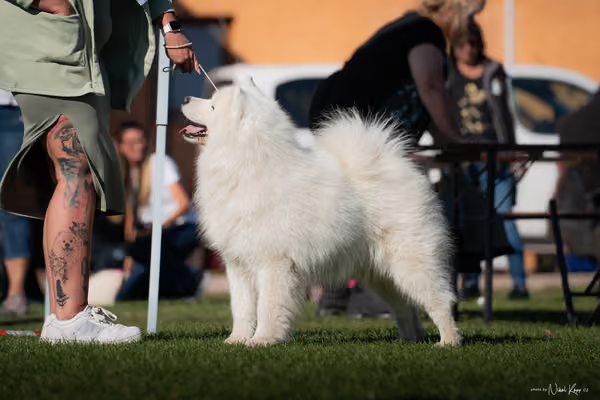 Krajská výstava všech plemen Němčice u Kolína – Veterán