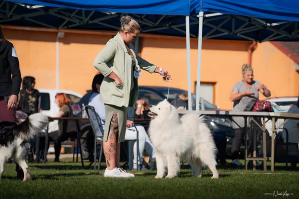 Krajská výstava všech plemen Němčice u Kolína – Veterán