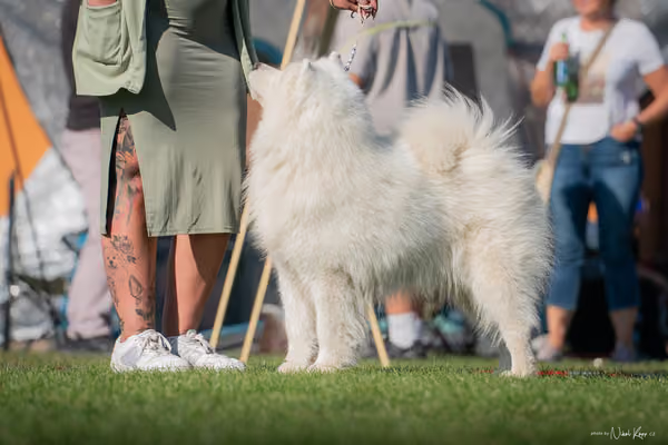 Krajská výstava všech plemen Němčice u Kolína – Veterán