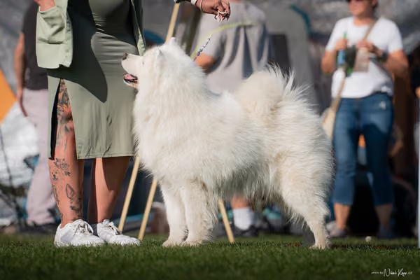 Krajská výstava všech plemen Němčice u Kolína – Veterán