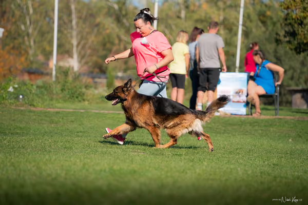Krajská výstava všech plemen Němčice u Kolína – 1 FCI