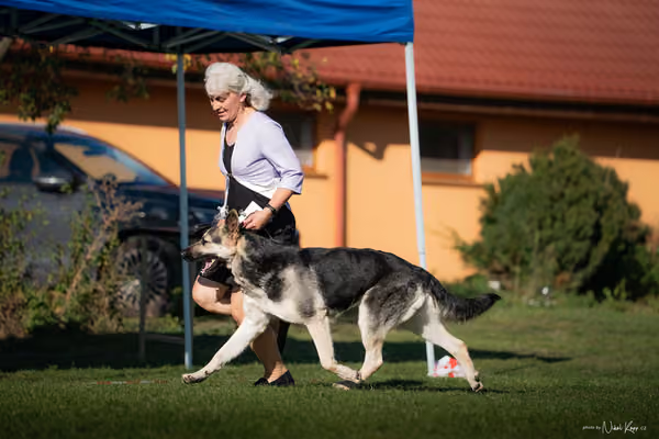 Krajská výstava všech plemen Němčice u Kolína – NON FCI