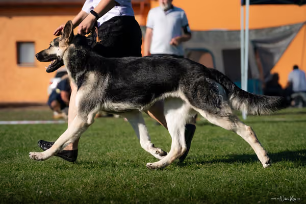 Krajská výstava všech plemen Němčice u Kolína – NON FCI