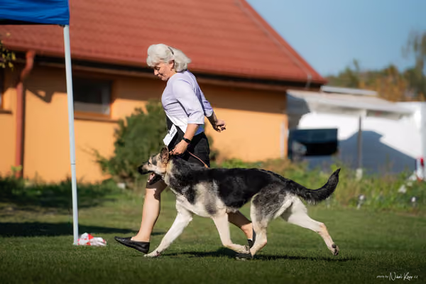 Krajská výstava všech plemen Němčice u Kolína – NON FCI