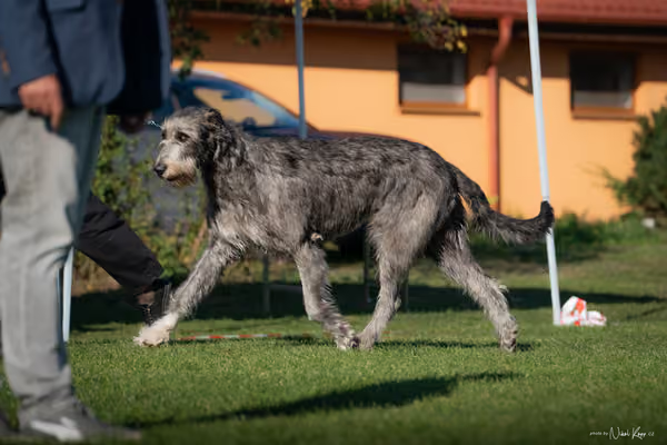 Krajská výstava všech plemen Němčice u Kolína – 10 FCI