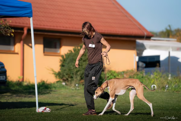 Krajská výstava všech plemen Němčice u Kolína – 10 FCI