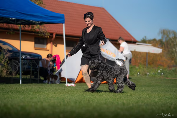Krajská výstava všech plemen Němčice u Kolína – 3 FCI