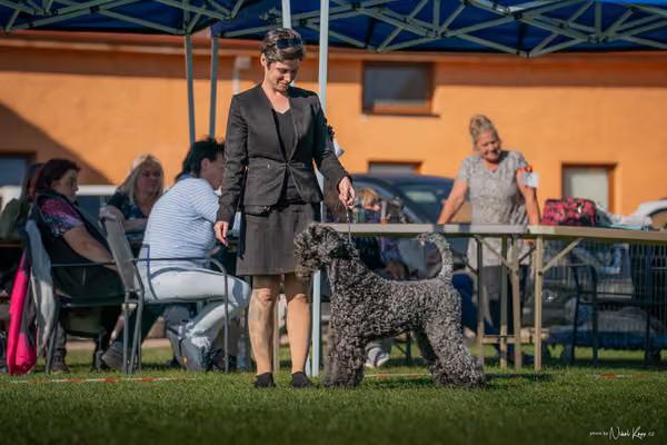 Krajská výstava všech plemen Němčice u Kolína – 3 FCI