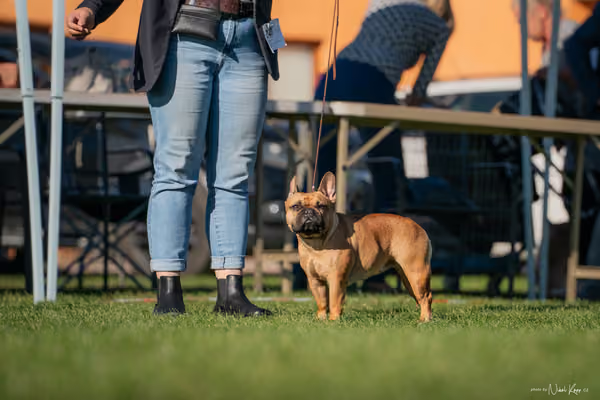 Krajská výstava všech plemen Němčice u Kolína – 9 FCI