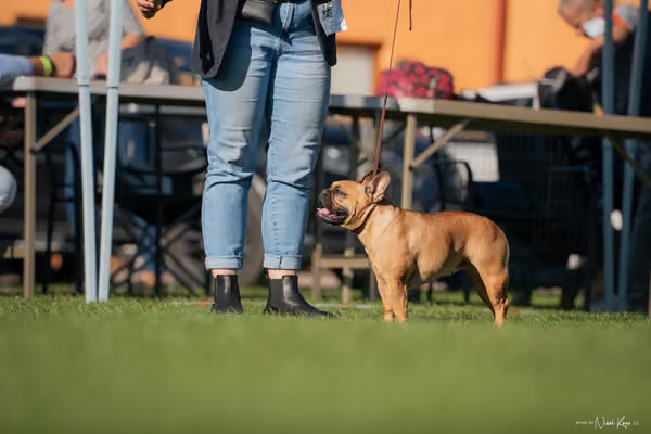 Krajská výstava všech plemen Němčice u Kolína – 9 FCI