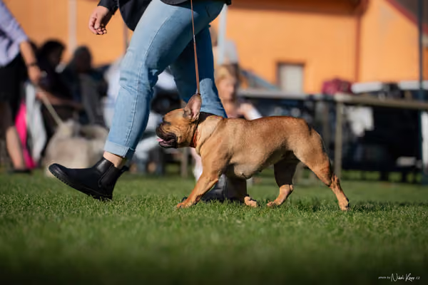Krajská výstava všech plemen Němčice u Kolína – 9 FCI