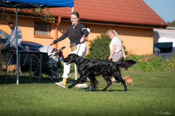 Krajská výstava všech plemen Němčice u Kolína – 8 FCI