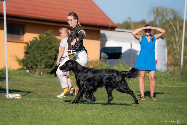 Krajská výstava všech plemen Němčice u Kolína – 8 FCI