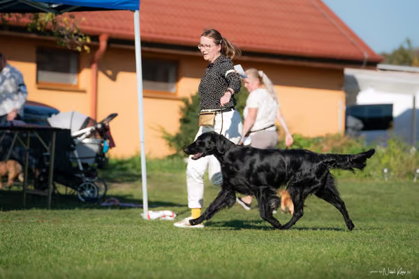 Krajská výstava všech plemen Němčice u Kolína – 8 FCI