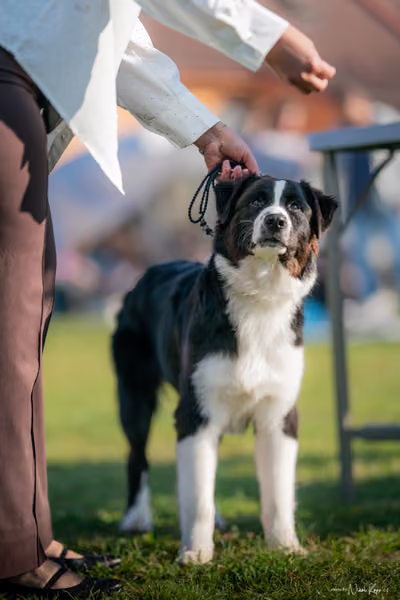 Krajská výstava všech plemen Němčice u Kolína – Ostatní