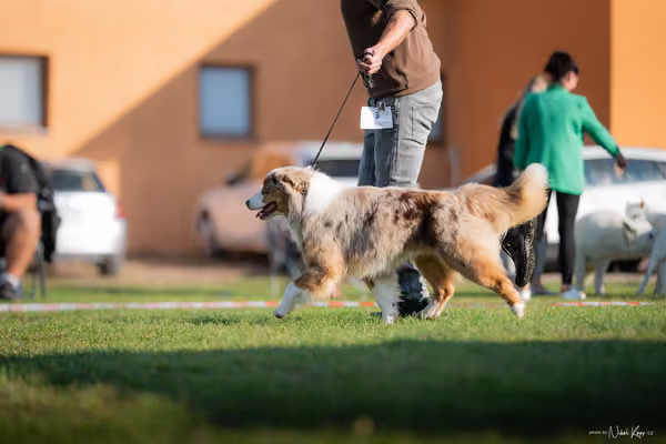 Krajská výstava všech plemen Němčice u Kolína – Ostatní