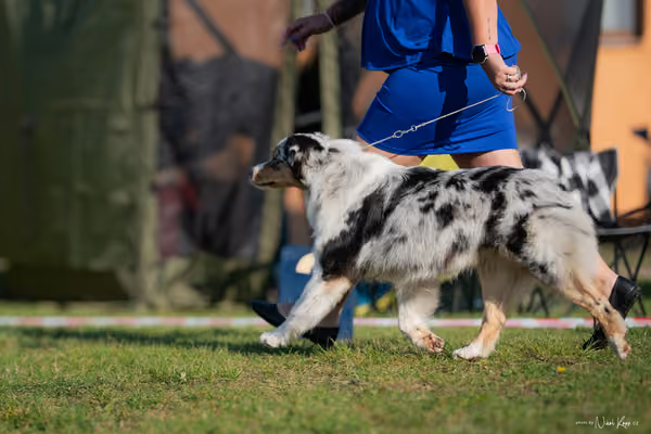 Krajská výstava všech plemen Němčice u Kolína – Ostatní