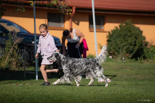 Krajská výstava všech plemen Němčice u Kolína – 7 FCI
