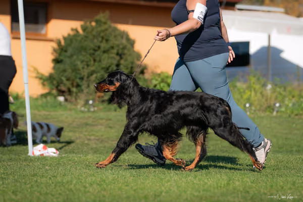 Krajská výstava všech plemen Němčice u Kolína – 7 FCI