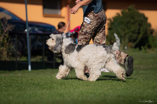 Krajská výstava všech plemen Němčice u Kolína – 6 FCI