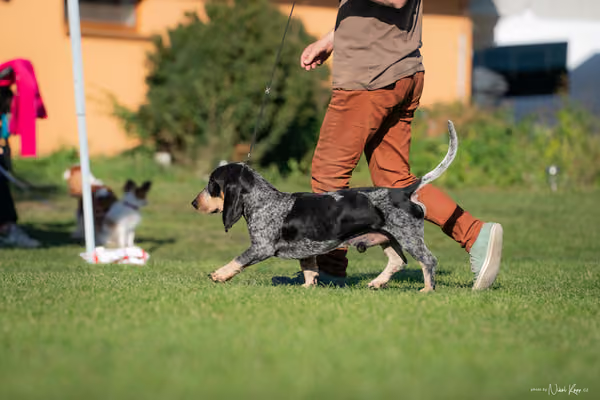 Krajská výstava všech plemen Němčice u Kolína – 6 FCI