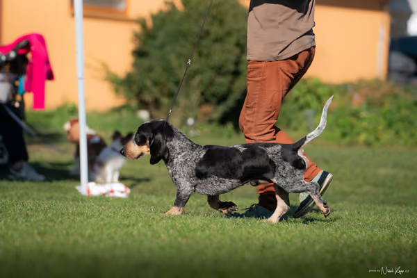 Krajská výstava všech plemen Němčice u Kolína – 6 FCI