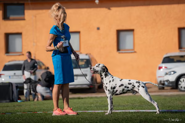 Krajská výstava všech plemen Němčice u Kolína – 6 FCI
