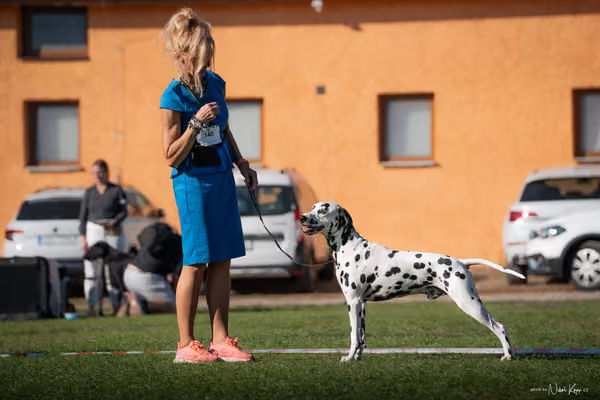 Krajská výstava všech plemen Němčice u Kolína – 6 FCI