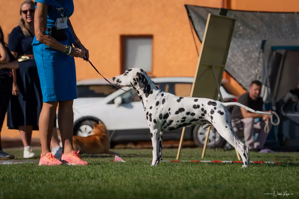 Krajská výstava všech plemen Němčice u Kolína – 6 FCI
