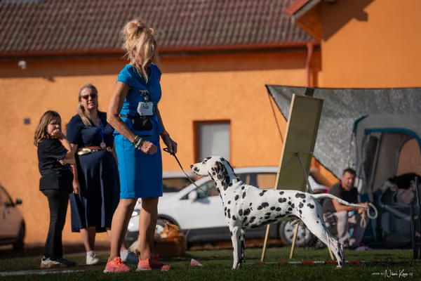 Krajská výstava všech plemen Němčice u Kolína – 6 FCI