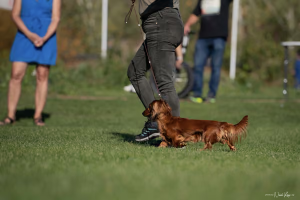 Krajská výstava všech plemen Němčice u Kolína – 4 FCI