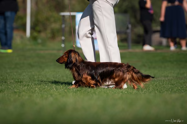 Krajská výstava všech plemen Němčice u Kolína – 4 FCI