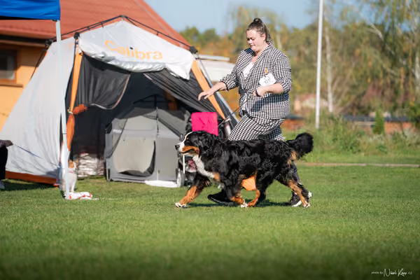 Krajská výstava všech plemen Němčice u Kolína – 2 FCI