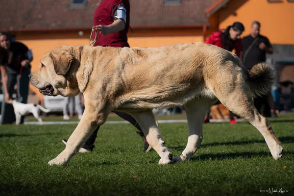 Krajská výstava všech plemen Němčice u Kolína – 2 FCI