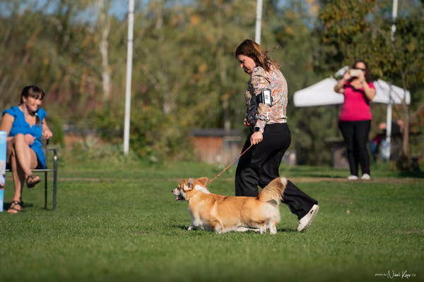 Krajská výstava všech plemen Němčice u Kolína – Mladý
